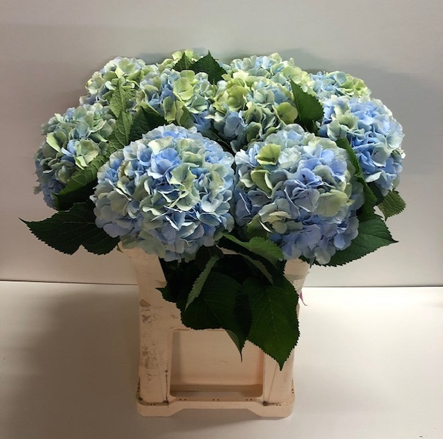 Hydrangea verena blue classic.jpg